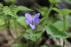 Viola sacchalinensis