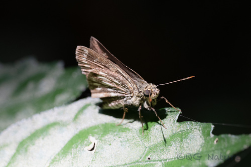 Halpe nephele