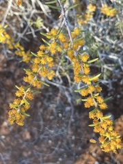 Acacia colletioides