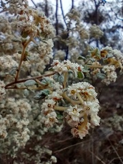 Spyridium parvifolium