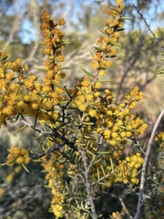 Acacia colletioides