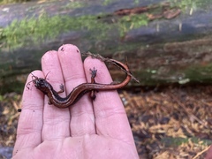 Plethodon vehiculum