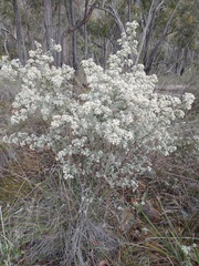 Spyridium parvifolium