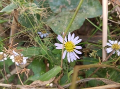 Aster indicus