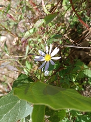 Aster indicus