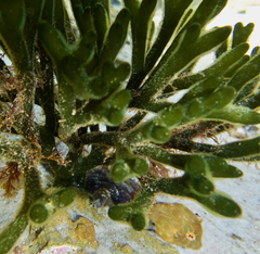 Brachaluteres jacksonianus