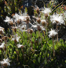 Dryas hookeriana
