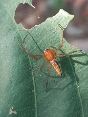 Oxyopes macilentus