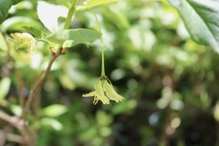 Lonicera glehnii