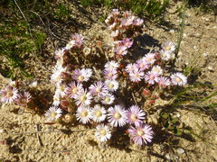 Drosanthemum hispifolium