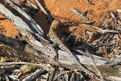 Ctenophorus maculatus