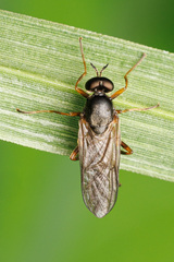 Chiromyzinae