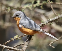 Melaenornis semipartitus