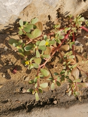 Portulaca oleracea
