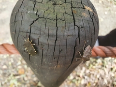 Halyomorpha halys
