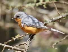 Melaenornis semipartitus