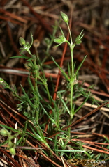 Spergula