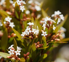 Leucopogon neurophyllus