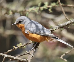 Melaenornis semipartitus