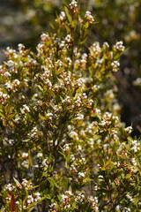 Leucopogon neurophyllus