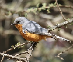 Melaenornis semipartitus