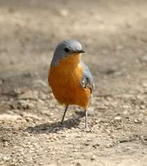 Melaenornis semipartitus