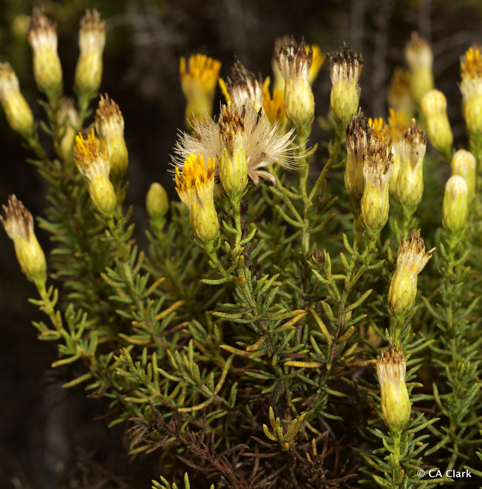 Ericameria fasciculata