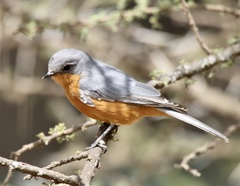 Melaenornis semipartitus