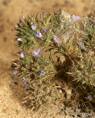 Navarretia
