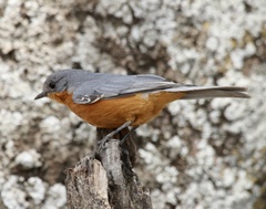 Melaenornis semipartitus