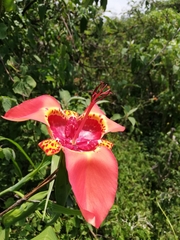 Tigridia pavonia