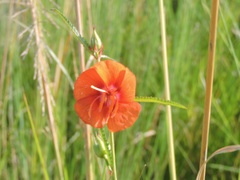 Pentapetes phoenicea