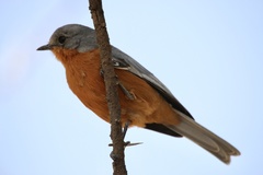 Melaenornis semipartitus