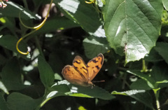 Heteronympha mirifica