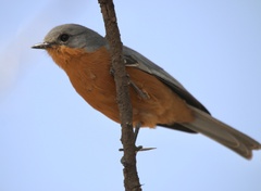 Melaenornis semipartitus