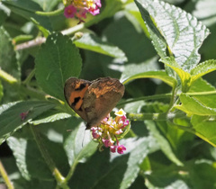 Heteronympha mirifica