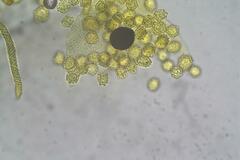Oligonema persimile