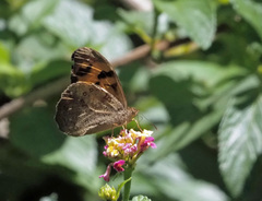 Heteronympha mirifica