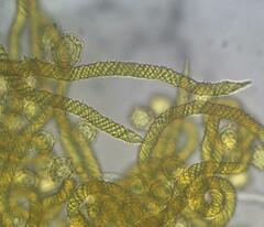 Oligonema persimile
