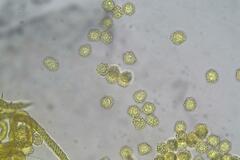 Oligonema persimile
