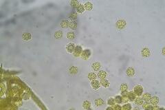 Oligonema persimile