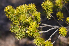 Stenanthera pinifolia