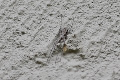 Tamopsis fickerti
