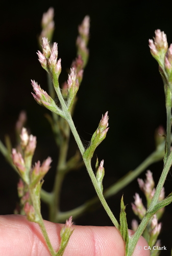 pink cudweed (Pseudognaphalium ramosissimum)