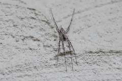 Tamopsis fickerti