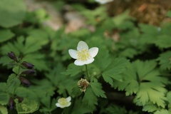 Anemonoides stolonifera