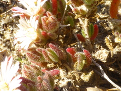 Drosanthemum hispifolium