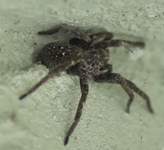 Mituliodon tarantulinus