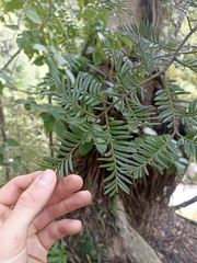 Prumnopitys ferruginea
