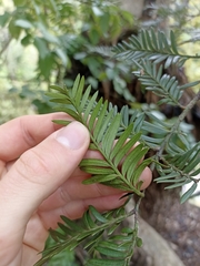 Prumnopitys ferruginea
